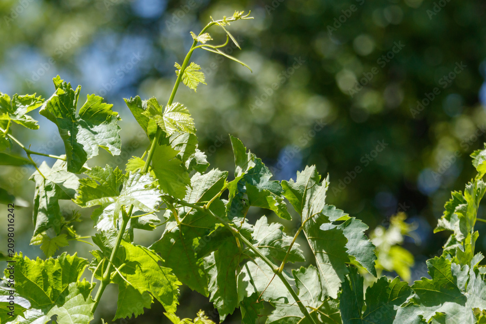 Obraz premium Sunlight filters through lush green grapevine leaves