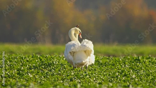 Mute Swan Foraging in Young Rapeseed Field During Autumn Morning Light | 4K Wildlife