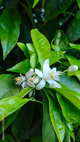 Close-up of white citrus flowers blooming among vibrant green leaves on a citrus tree, showcasing delicate petals and budding fruit in a natural setting