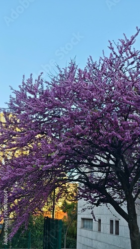 Blooming purple flowering tree against a clear blue sky with a modern building partially visible in the background, showcasing vibrant spring foliage
