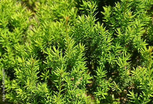 Taxus (Yew) plant, close-up