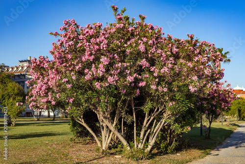 Large blooming pink oleander shrub in coastal resort park. Beautiful mediterranean botany background with evergreen plant under clear blue sky on sunny summer day in june.