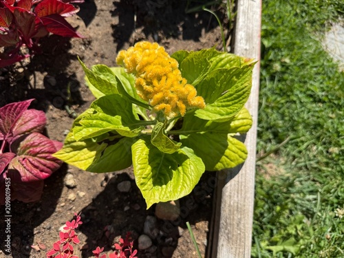 Cuadro en lienzo Vibrant yellow Celosia argentea cristata cockscomb flower blooming with bright green leaves on dry soil bed in a sunny outdoor garden landscape