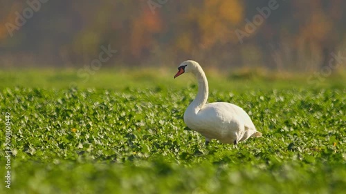 Mute Swan Foraging in Young Rapeseed Field During Autumn Morning Light | 4K Wildlife