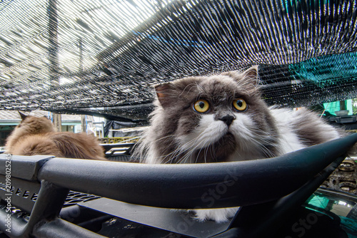 Foto Perched Munchkin cat on roof rack car