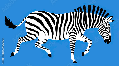 Photography Running Zebra with Black and White Stripes Isolated on Blue Background