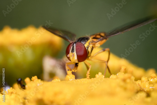 Canvastavla Hover Fly on Yellow Tansy Macro Nature