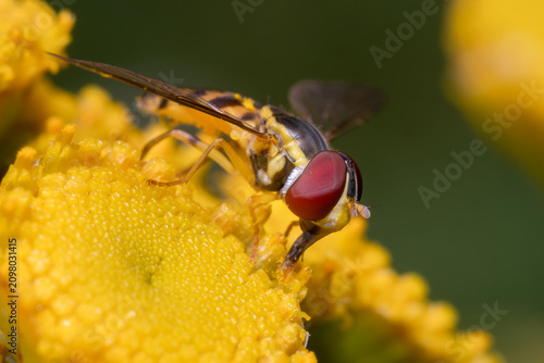 Photos Hover Fly on Yellow Tansy Macro Nature