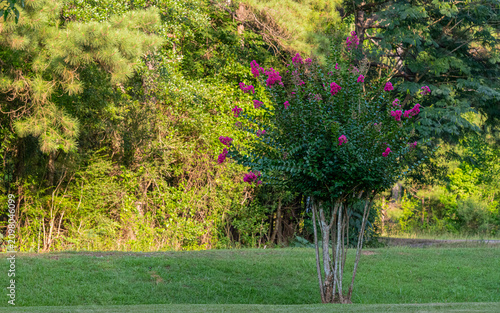 Vibrant Summer Crepe Myrtle Blooms on Green Lawn