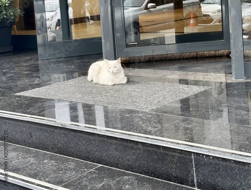 White Feline Resting Calmly on Doorway Rug in Urban Setting