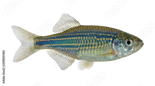 Devario Fish Swimming Downward Pose