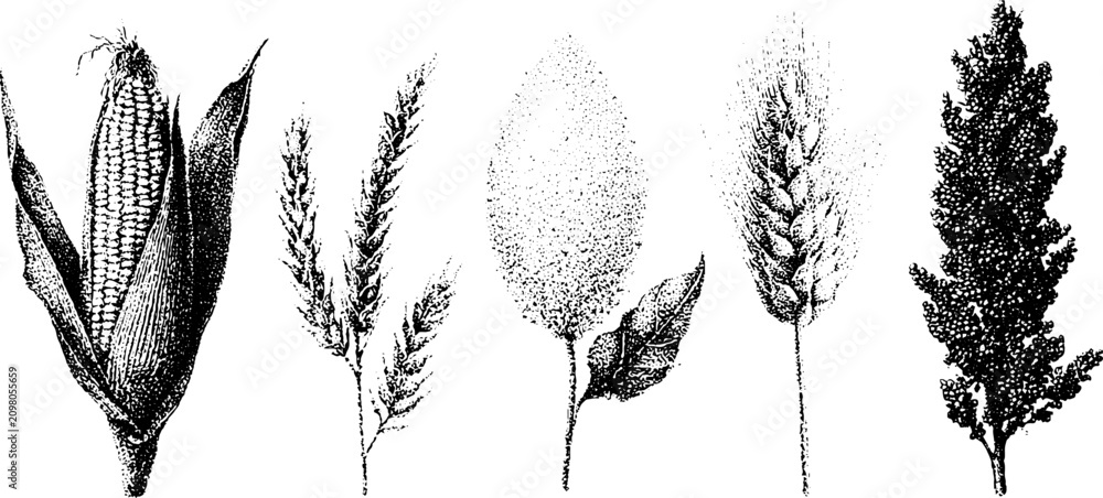 Obraz premium Stippled corn millet sorghum and wheat botanical elements black and white stippling illustrations for agricultural design background