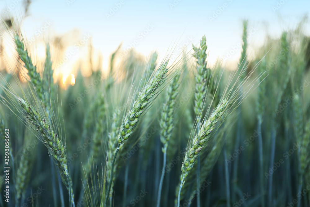 Obraz premium Beautiful ripening wheat spikes in field, closeup