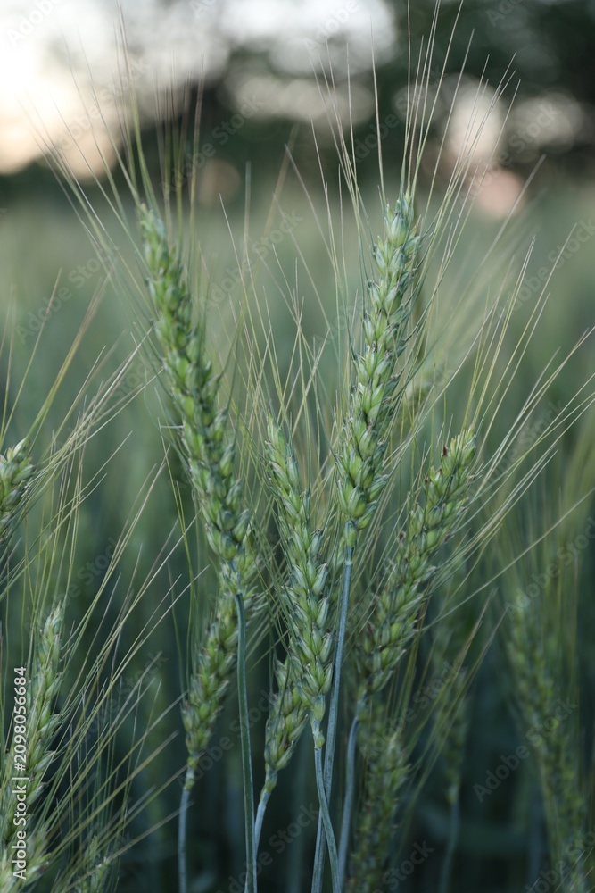 Obraz premium Beautiful ripening wheat spikes in field, closeup
