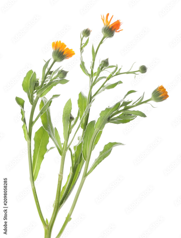 Fototapeta premium Beautiful calendula flowers with leaves isolated on white