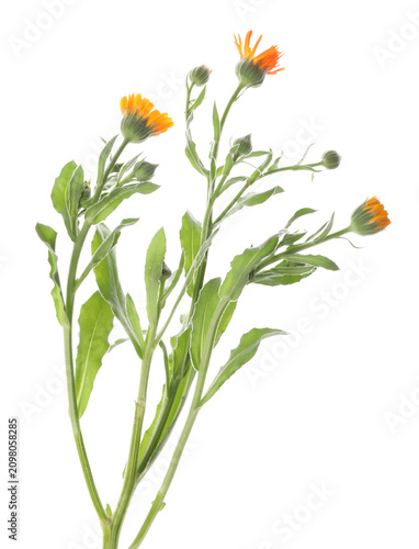 Konstfotografi Beautiful calendula flowers with leaves isolated on white