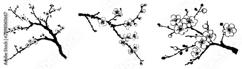 Cherry blossom branches with delicate flowers in traditional oriental ink style