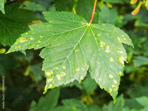 Sycamore felt mite galls, Aceria pseudoplantani, on a Northumberland, UK tree.