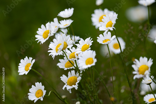Photos Oxeye daisies growing in a field.