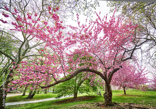 Pink cherry blossom tree in full bloom in Central Park, Manhattan, New York City