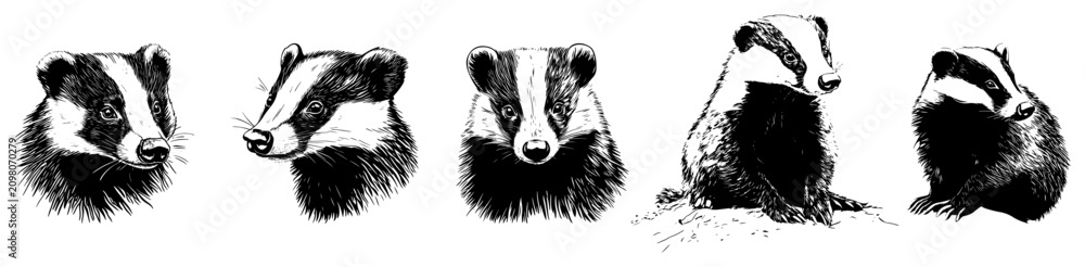 Obraz premium Badger wild animals collection in detailed sketch style