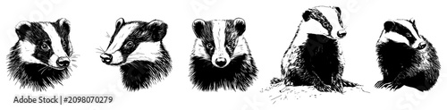 Tableau sur toile Badger wild animals collection in detailed sketch style
