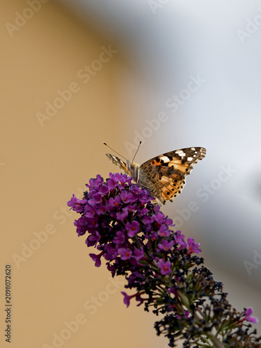 Foto Closeup portrait of a Painted Lady butterfly sitting on purple buddleia flower
