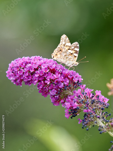 Fotografía Painted Lady butterfly sitting on purple buddleia flower with soft green backgro
