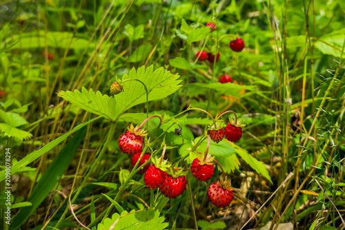 Fresh Wild Strawberries Growing in Lush Green Forest Undergrowth During Sunny Summer Day Close Up View
