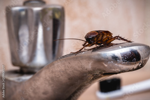 cockroach in the bathroom sink, need for pest control, contaminated area, danger of disease and health risk