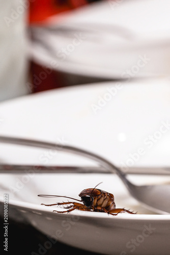cockroaches crawling over a dirty plate with food scraps, symbolizing poor hygiene, unsanitary conditions, food contamination