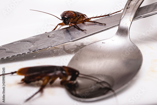 Cockroaches among the dirty dishes; a filthy, contaminated kitchen sink. Pest control needed. American cockroach or Brazilian cockroach.