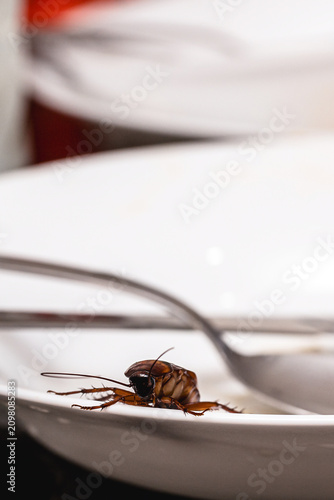 Cockroaches among the dirty dishes; a filthy, contaminated kitchen sink. Pest control needed. American cockroach or Brazilian cockroach.