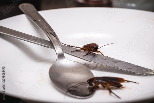cockroaches crawling over a dirty plate with food scraps, symbolizing poor hygiene, unsanitary conditions, food contamination