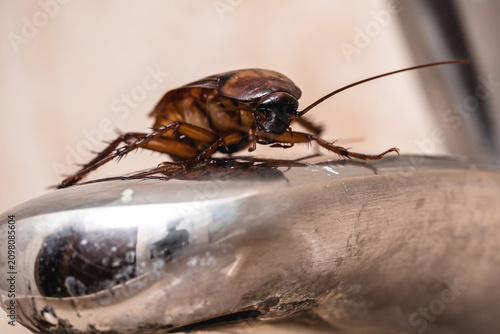 Cockroach on a dirty bathroom faucet; the area is infested and contaminated. Pest control and urgent extermination are needed.