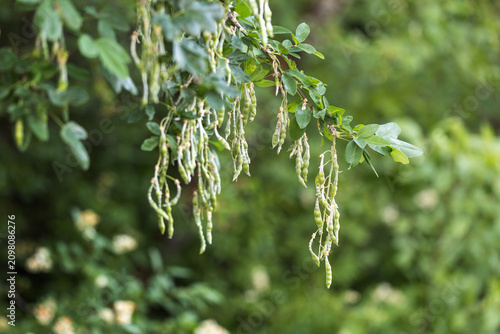 Close-up shot of green hanging seed pods of common laburnum tree on a branch with lush leaves in summer.