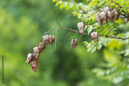 Close-up shot of dry brown seed pods of goldenrain tree hanging on a branch with green leaves in summer.