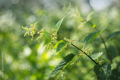 Urtica dioica,  close-up of a blooming stinging nettle plant in a sunny summer garden