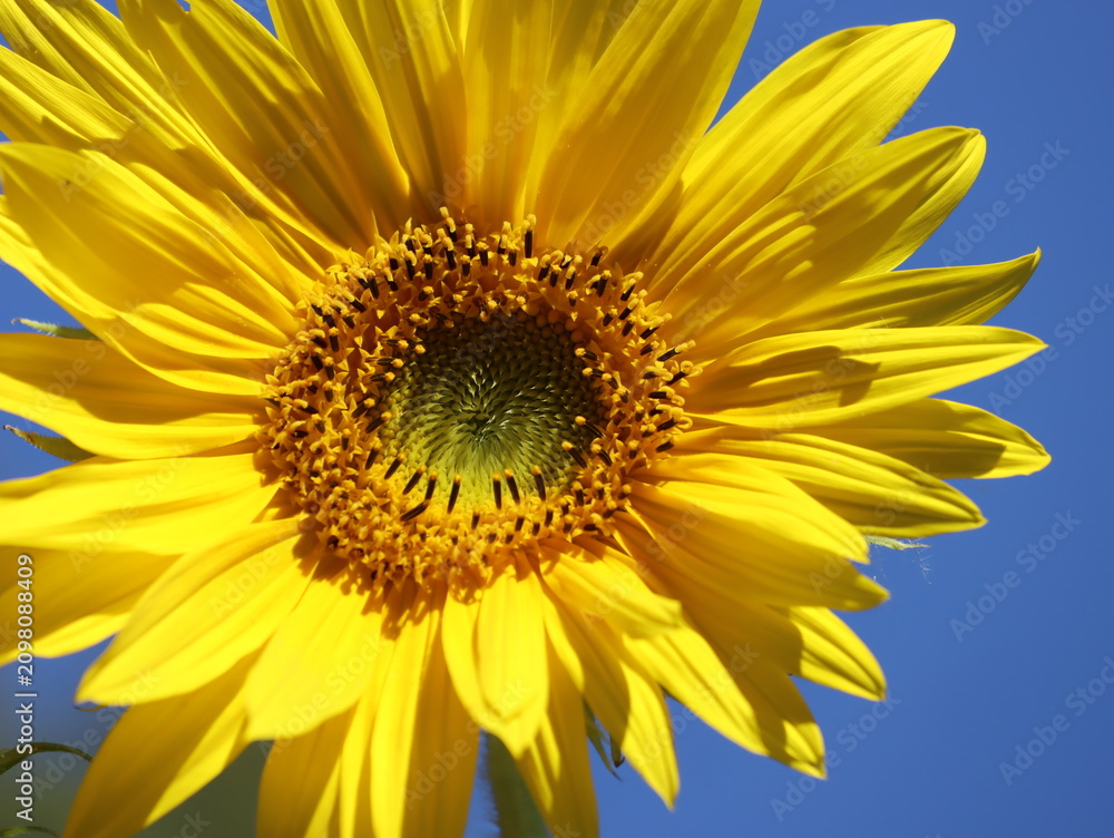 Fototapeta premium Sonnenblume