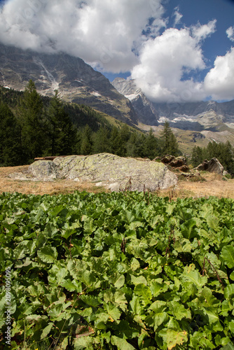 Alpine mountains and green plants below cloudy sky
