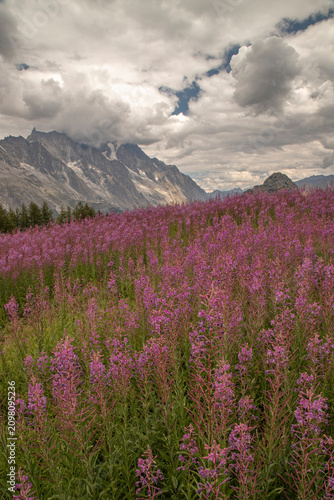 Fireweed wildflowers blooming in alpine mountain landscape