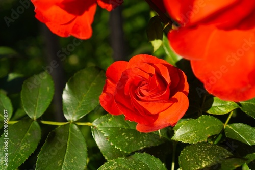 Close-up image of a vibrant red rose in full bloom surrounded by lush green leaves. The petals are richly colored and delicately layered, capturing the essence of natural beauty