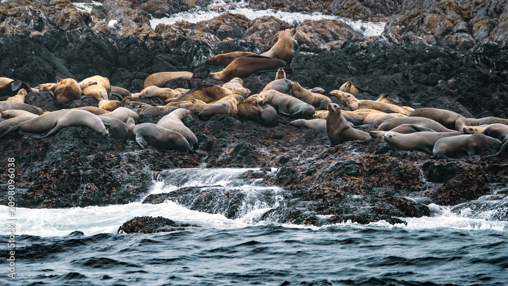 Fototapeta premium A Colony of Steller Sea Lions(Eumetopias jubatus)