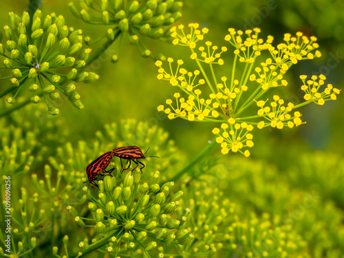Bild auf Leinwand Striped bugs and dill