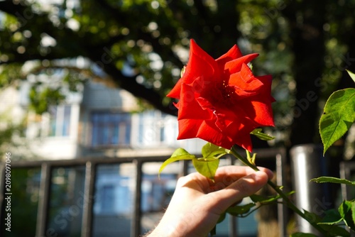 Bright red rose held by a person's hand in a sunlit garden, capturing the vivid color and natural beauty of the flower. The scene conveys a sense of tranquility and appreciation for nature