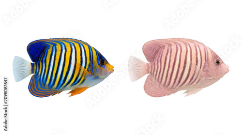 Vibrant angelfish pair with striped patterns on black background