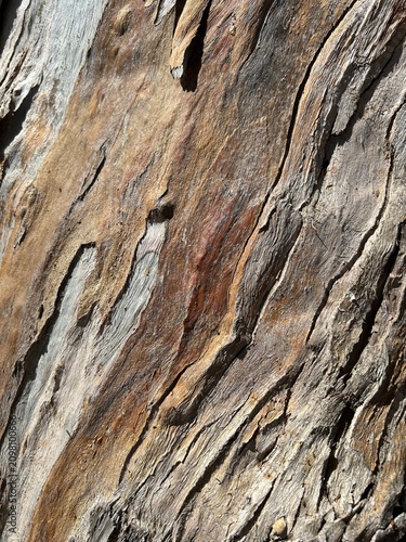 Texture naturelle d’un tronc d’Eucalyptus montrant les détails uniques de son écorce vivante
