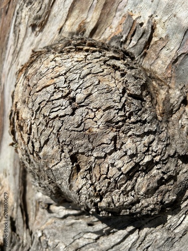 Texture naturelle d’un tronc d’Eucalyptus montrant les détails uniques de son écorce vivante
