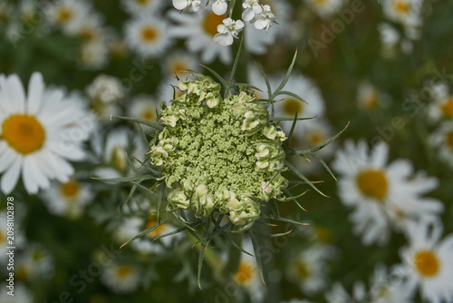 Photography Close-up of young wild carrot buds surrounded by characteristic long curled bracts before the umbel opens