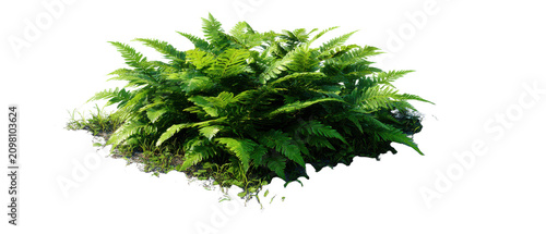 fern plant cutout isolated illustration on transparent background cutout isolated cutout isolated illustraion on transparent background
